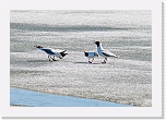 2 naurulokit  Larus ridibundus 4154 * 900 x 617 * (475KB)